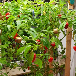 20191224_165151-weihnachtsrocoto.jpg