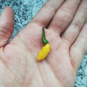 Erste Ernte