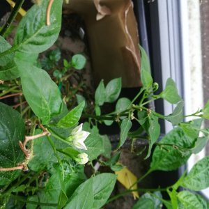 In der Blüte