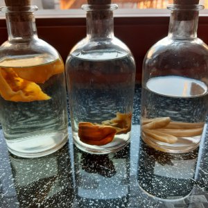 Chilischnapps 21.1