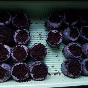 2020_Apocalypse_Chocolate_Cappuchino_Chiltepin.jpg