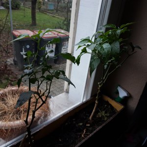 2019_Jalapenos.jpg