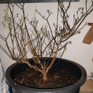 Chiltepin Tucson - Vollansicht.jpg