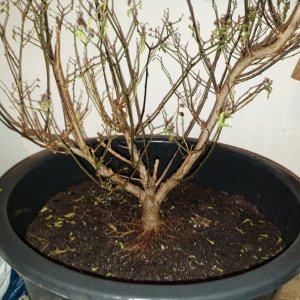 Chiltepin Tucson - Vorderseite.jpg