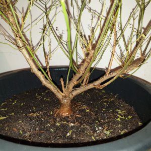 Chiltepin Tucson - Rückseite.jpg
