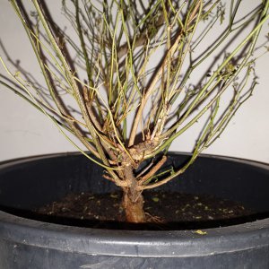 Chiltepin Tucson - linke Seite.jpg