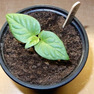 7Pot