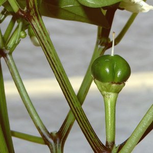 Hot Cherry X Nocera