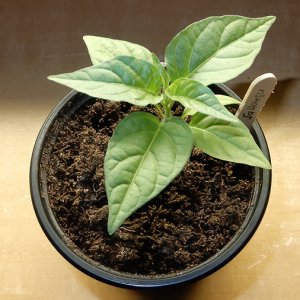 SaHangu