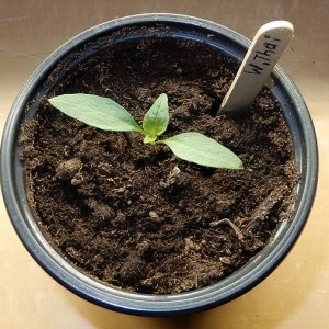 White Thai