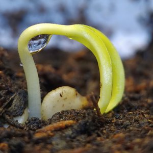 Yellow Jalapeno
