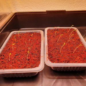 Habanero Rot-Orange