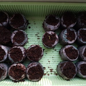 tag10_apocalypse_chocolate_,cappuchino_chiltepin.jpg