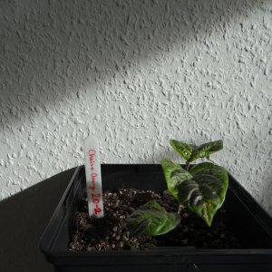 Cheiro Orange 2.JPG
