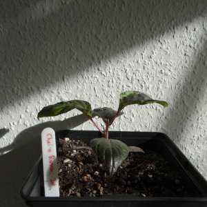 Cheiro Roxa.JPG