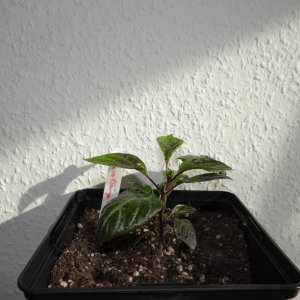 Cherio Orange 1.JPG