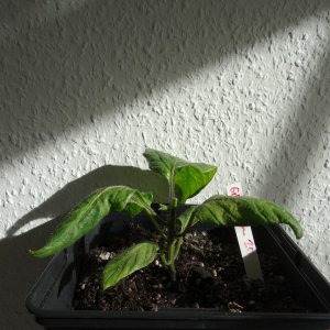 Gelbe Riesen.JPG