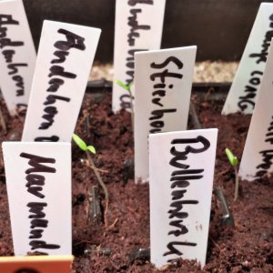 Tomaten verschiedene