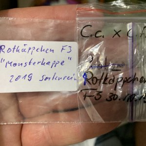 Rotkäppchen F3