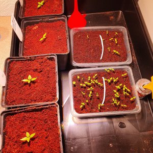 Habanero Rot - Physalis