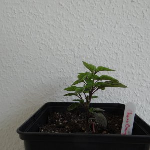 Cheiro Orange 1.JPG