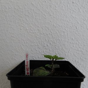 Cheiro Orange 2.JPG