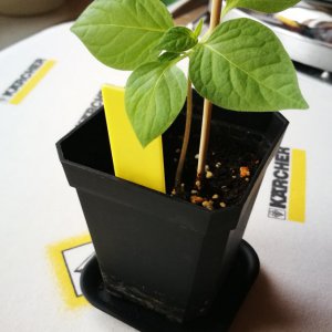 Rocoto 13 Wochen Südfenster