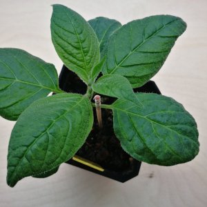 Rocoto 7 Wochen Kunstlicht