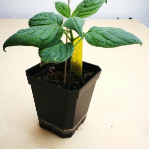 Rocoto 7 Wochen Kustlicht2