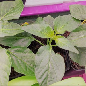 2x Aji Rojuco-1x Aji Chile
