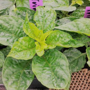 Devils Tong Yellow-Trinidad Perfume