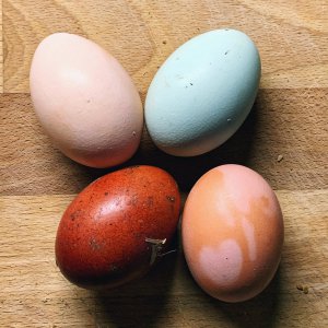 Eier
