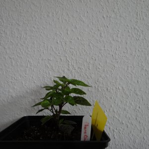 Cheiro Orange 1.JPG