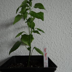 Sugar Bird F3 2.JPG