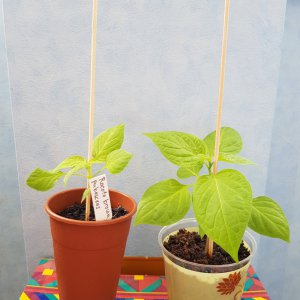 RocotoBrown 1Mrz2020.jpg