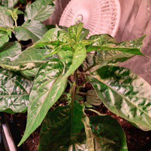 Habanero 1.3.