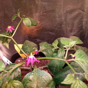 Rocoto 1.3.