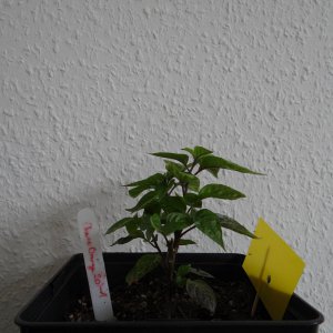 Cheiro Orange 1.JPG