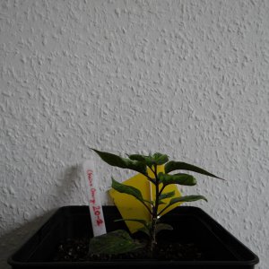 Cheiro Orange 2.JPG