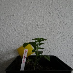 Piaozinho.JPG