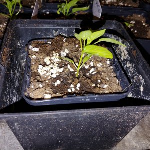 6.3. Umtopfaktion in 13er Töpfe