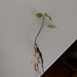 6.3. Sorgenkind NuMex Piñata