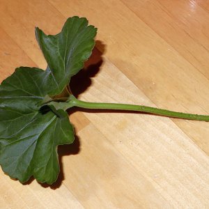 Geranienblatt