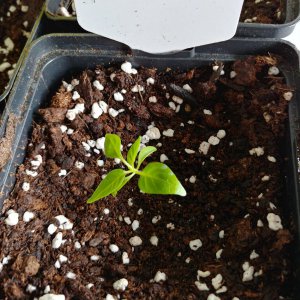 7.3. Abgabepflanzen Chilibasar