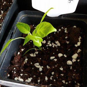 7.3. Abgabepflanzen Chilibasar