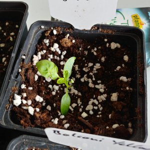 7.3. Abgabepflanzen Chilibasar