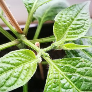 Rocoto-Knospe