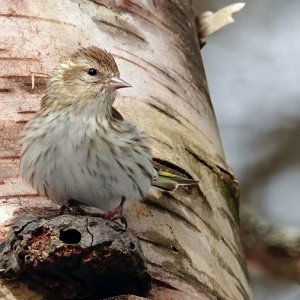 PineSiskin