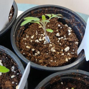 13.3. Tomate mit Halskrause