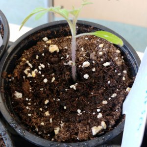 13.3. Tomate gerettet